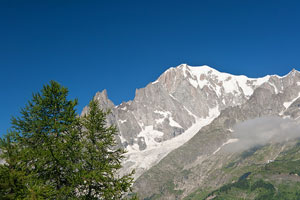 Mont Blanc - deep blue sky background - green fir trees foreground